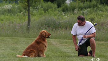 kokopelli golden retrievers puppies